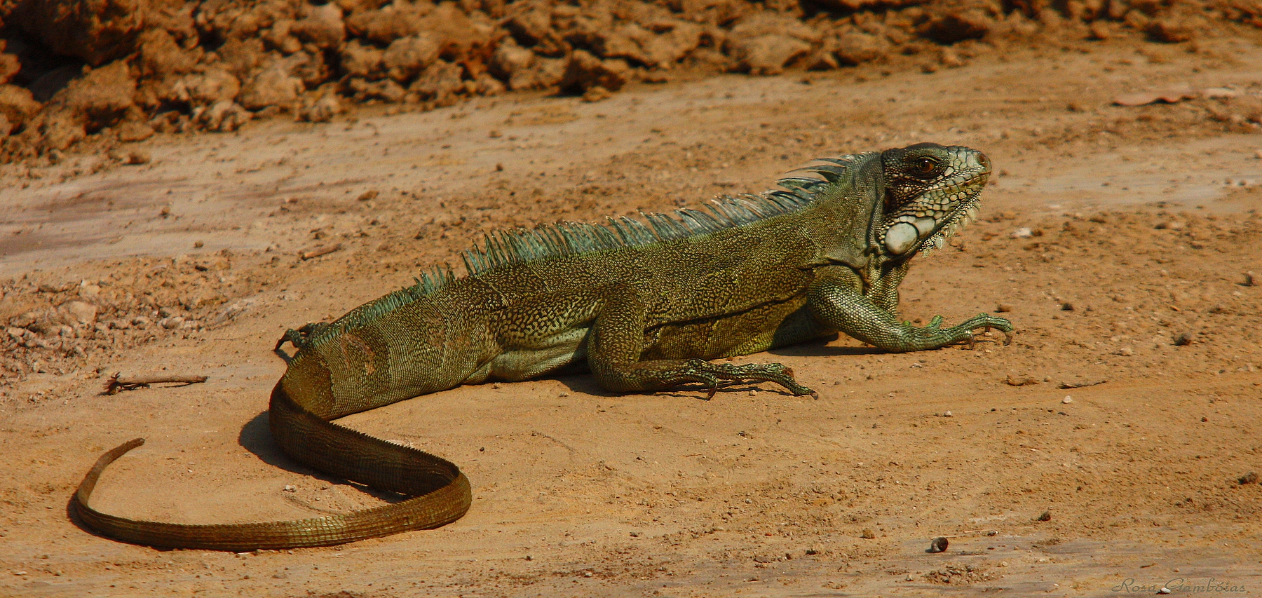 Представитель Семейства Iguanidae